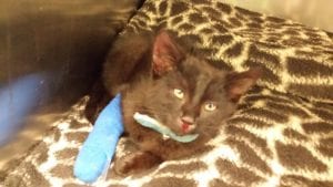 Cat rescued from the M1 in Lurgan