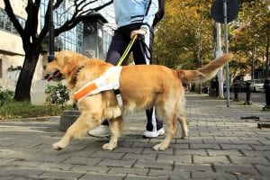 Dog helping blin person to walk