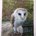 Barn owl 'Sky' stole from shed in Loughgilly
