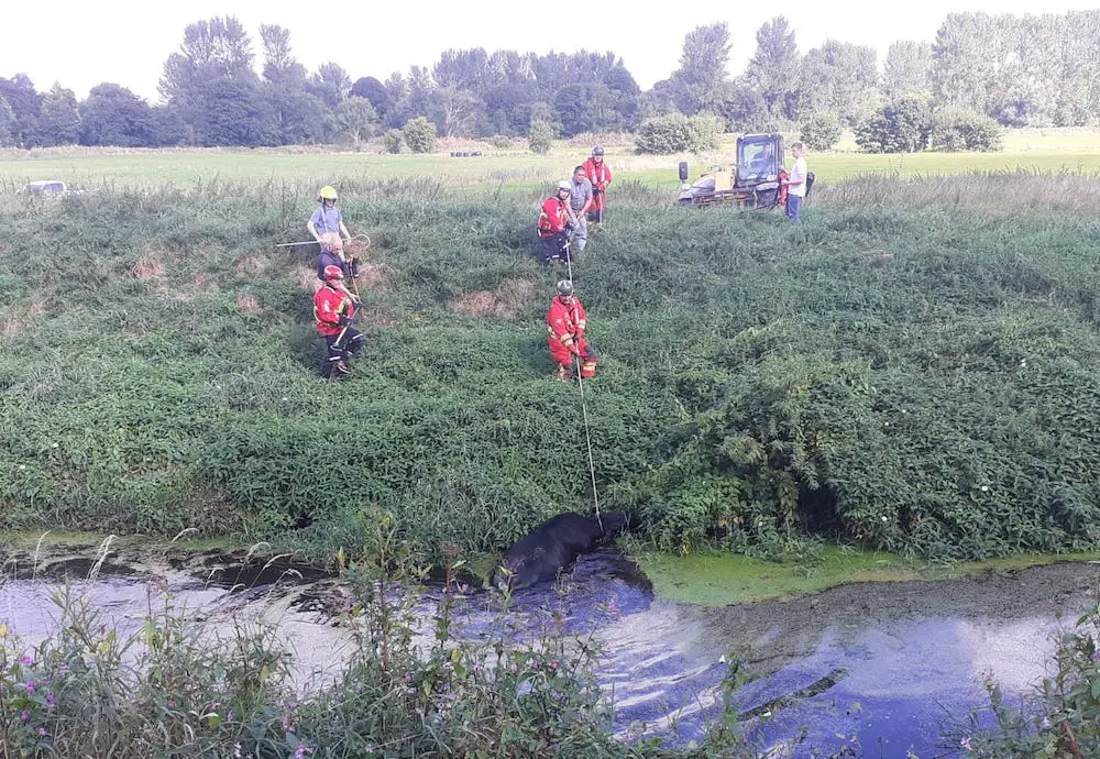 Animal rescue in Portadown