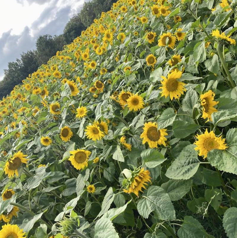 Sunflower Festival Ballymoyer