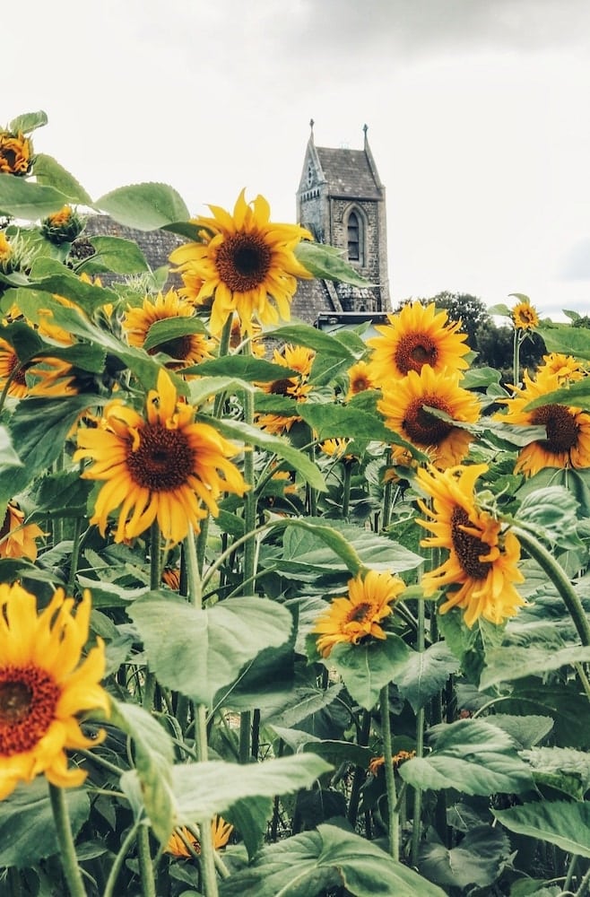 Sunflower Festival Ballymoyer