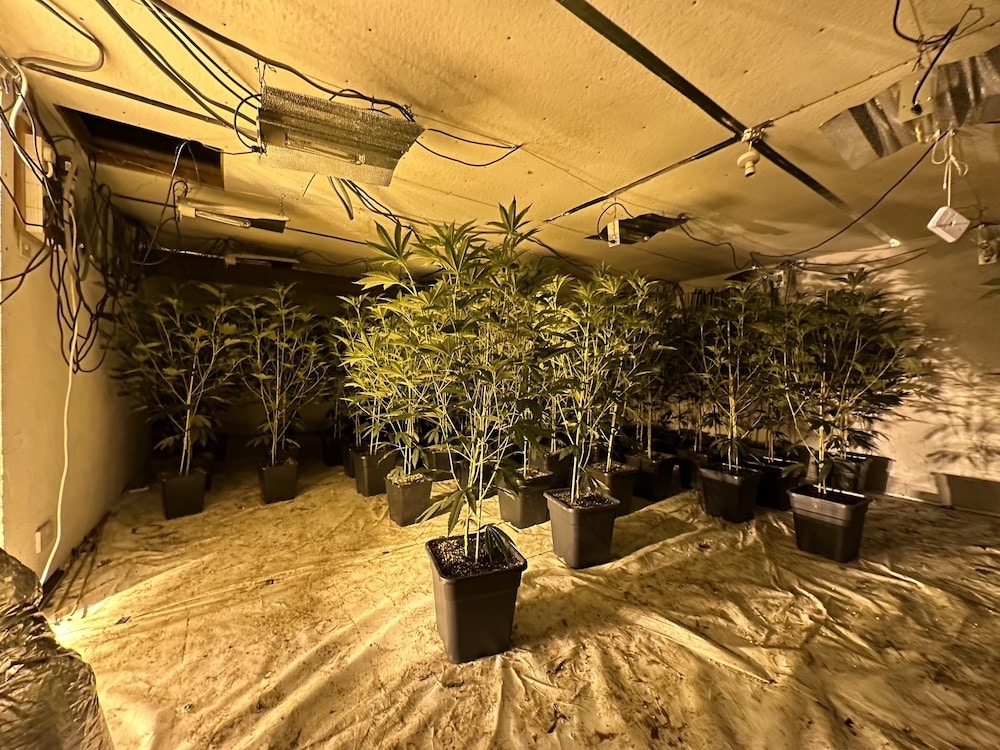 Markethill cannabis factory