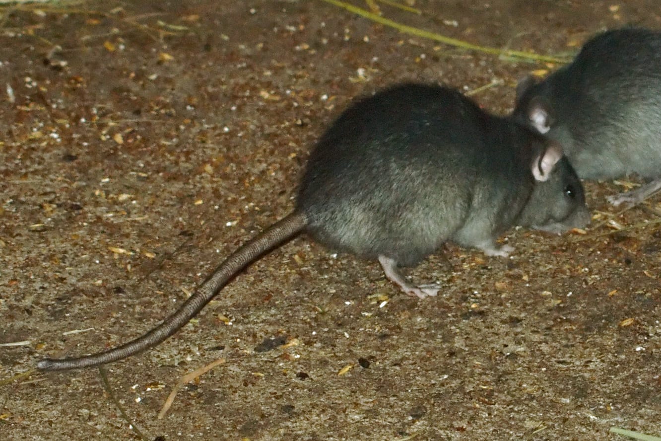 A rat infestation is a real problem in parts of Newry