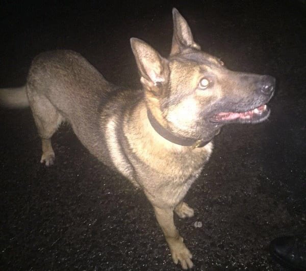 Deano the police dog: Pic: PSNI Armagh