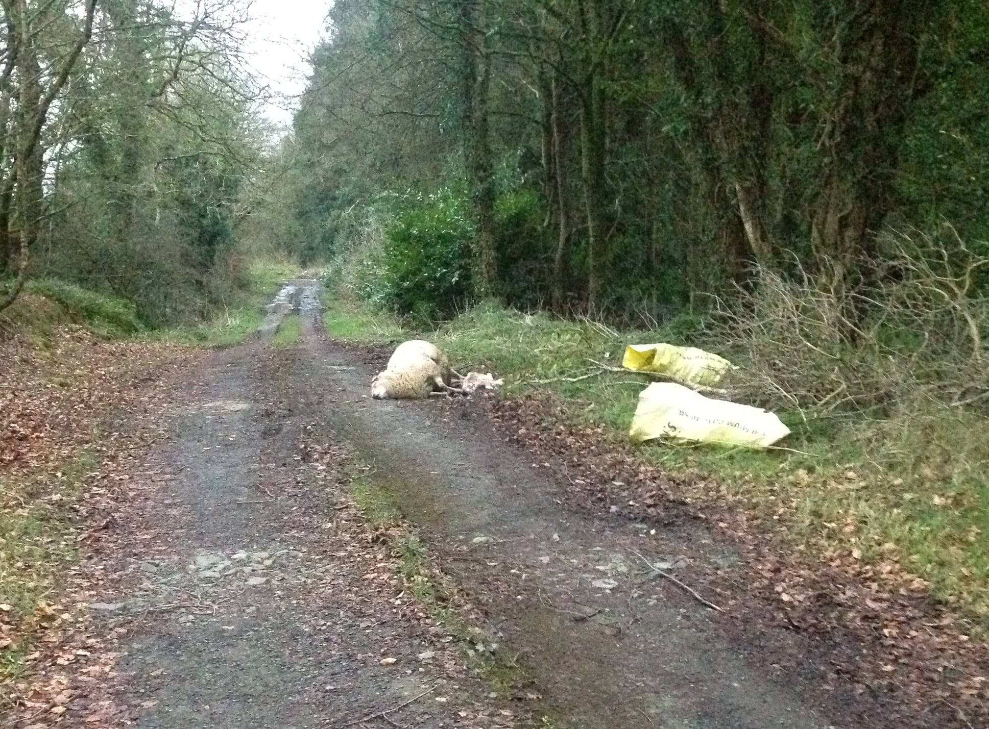 Carcass of dead sheep yards from a primary school