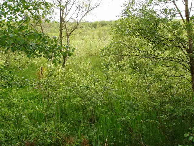 Brackagh Moss, county Armagh