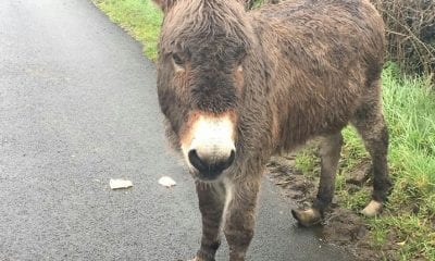 This donkey was reported to be a hazard to the public.