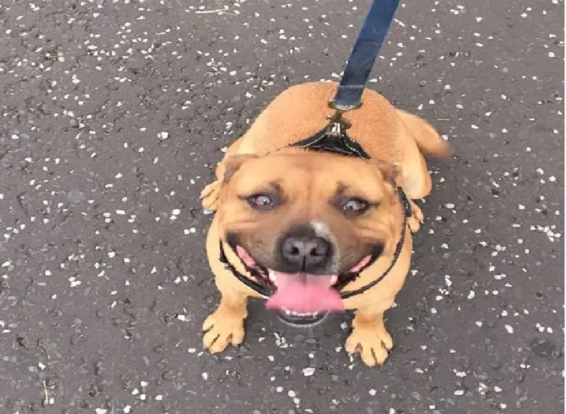 Tyson the dog left for dead after being knocked down in Tandragee – Armagh I