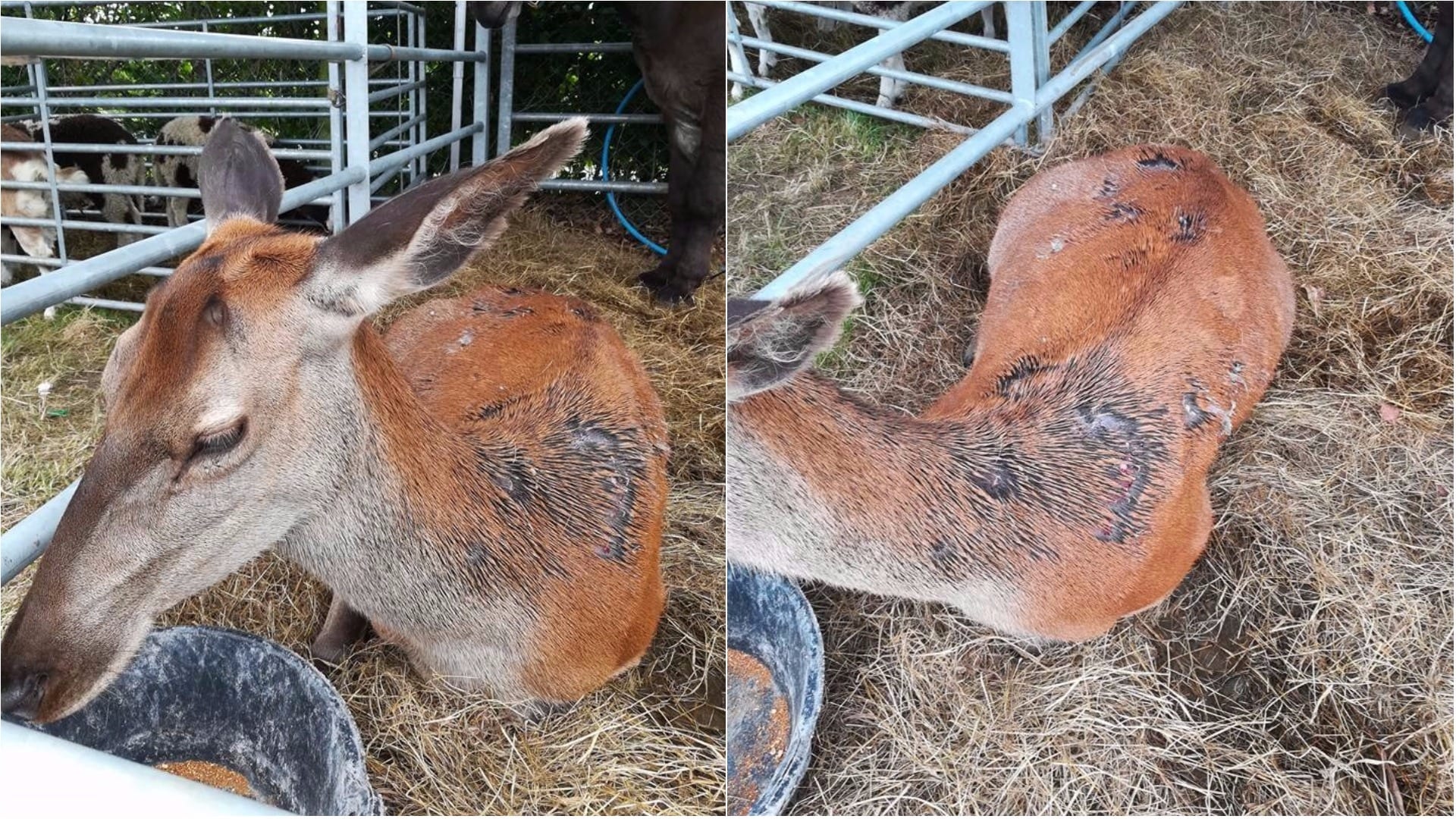 Deer slashed in Scarva