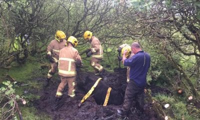 Firefighters rescue cow