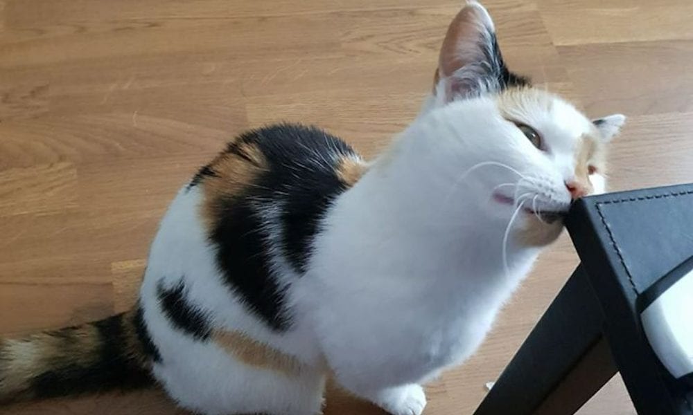 Reward offered by heartbroken family of cat blown up by firework Armagh I