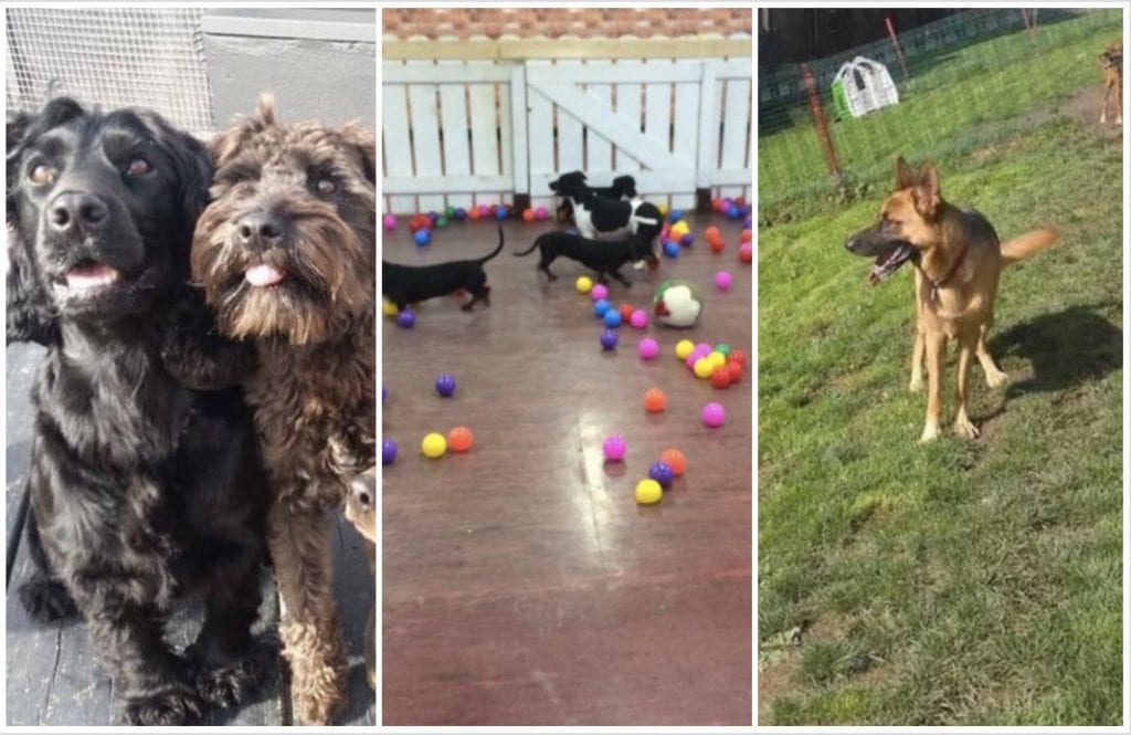 It’s the dogs! Armagh’s doggie day care that offers the ‘VIP