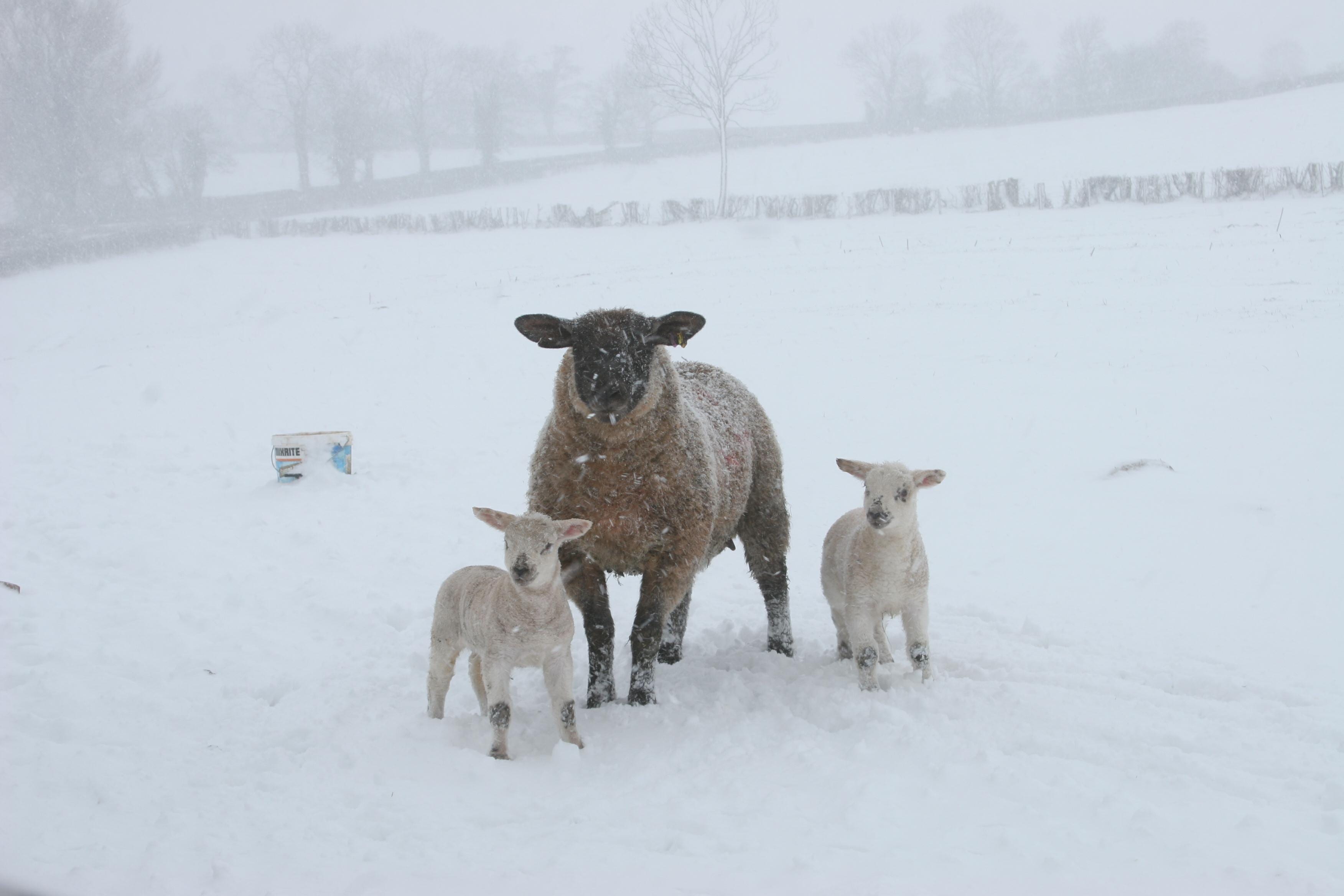 Armagh snow 28