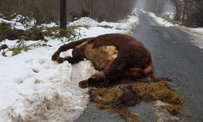 Calf carcass Mountain Lodge Darkley