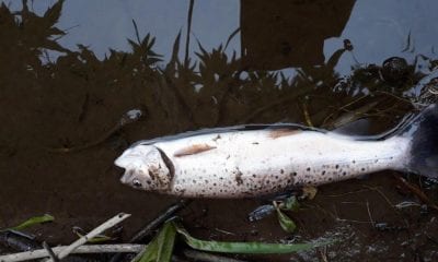 Fish kill River Callan