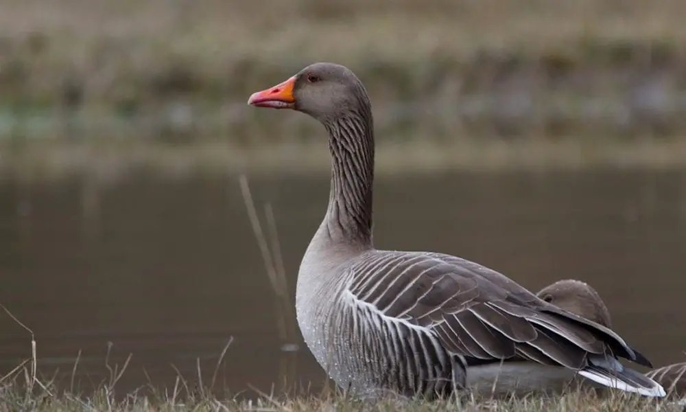 Bird flu found in wild goose near Dungannon – Armagh I