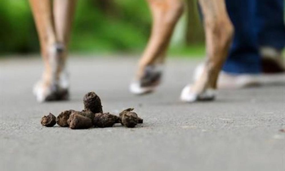 Revealed: Number Of Dog Fouling ‘fines’ And Complaints In Borough Might ...