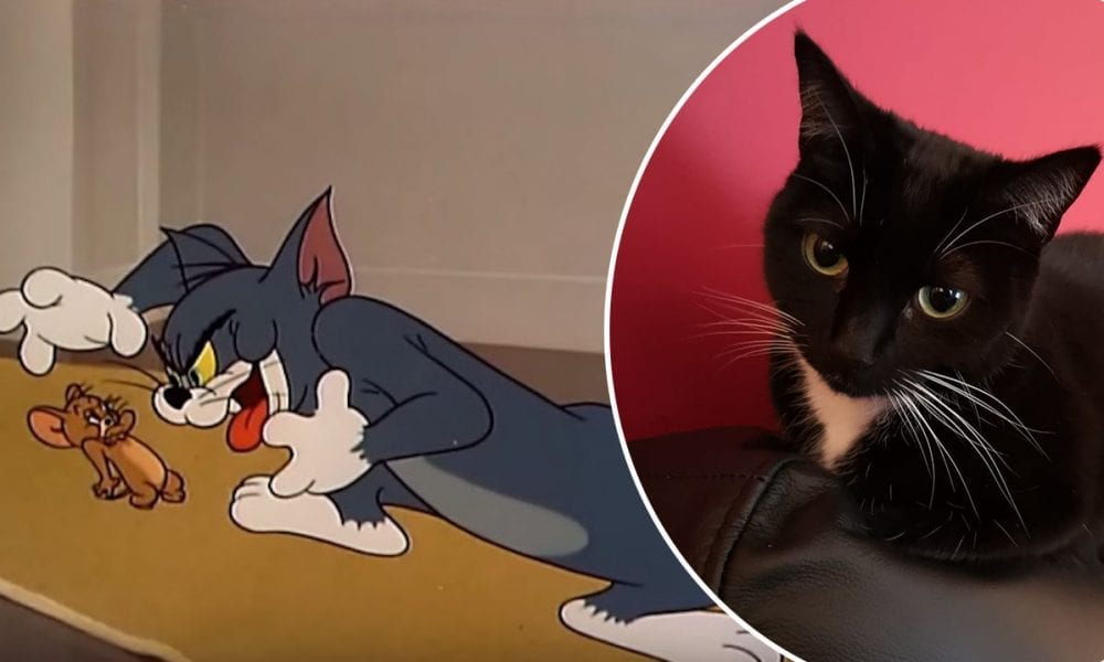 Watch The Real Life Tom And Jerry In A Tandragee Kitchen Armagh I