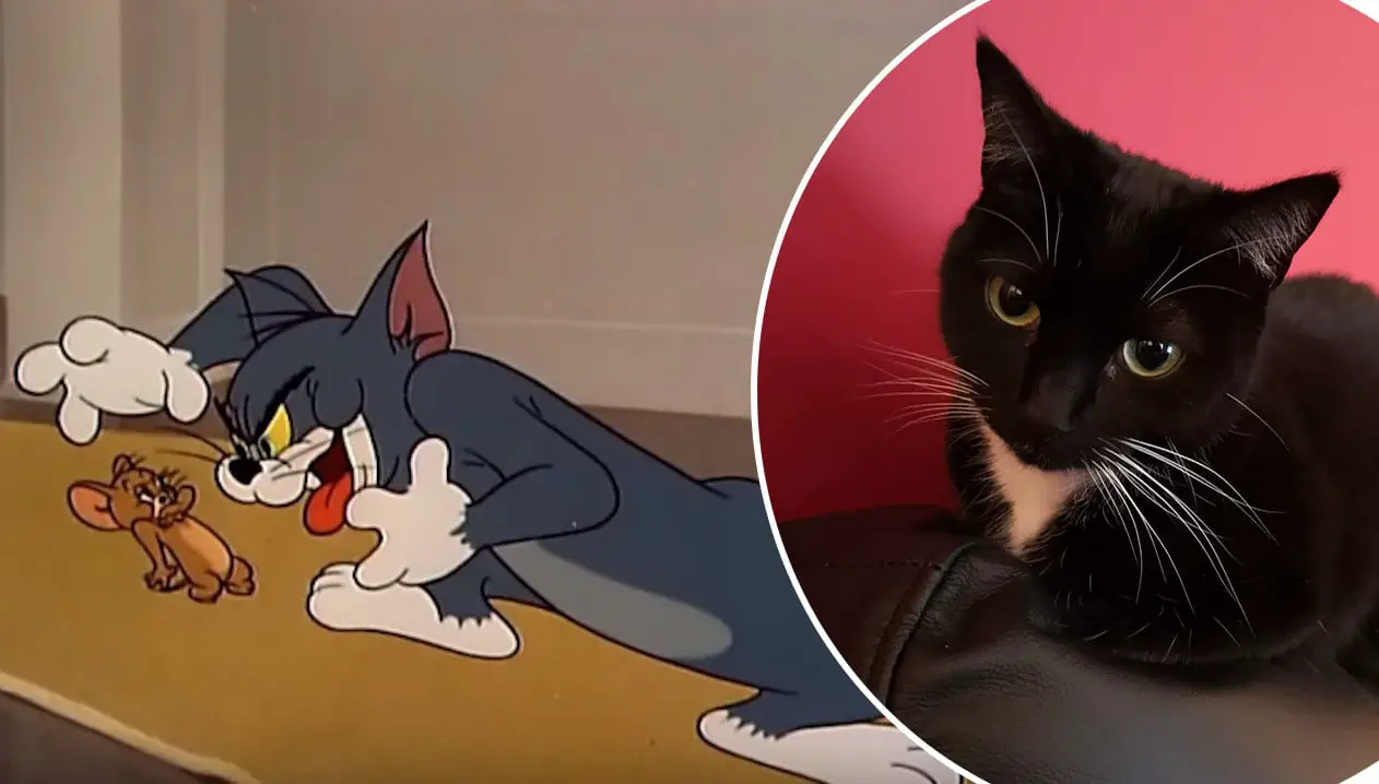 Watch The real life Tom and Jerry in a Tandragee kitchen Armagh I