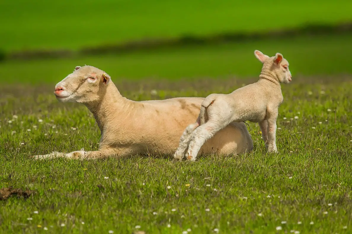 Sheep Worrying