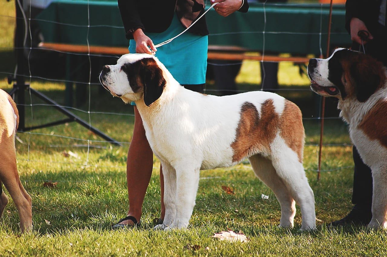 Dog Show Lurgan Park