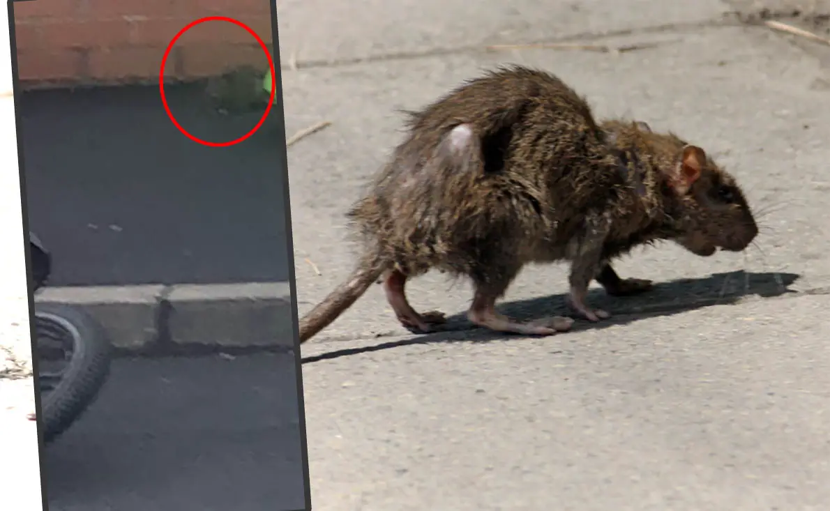 Street-rat