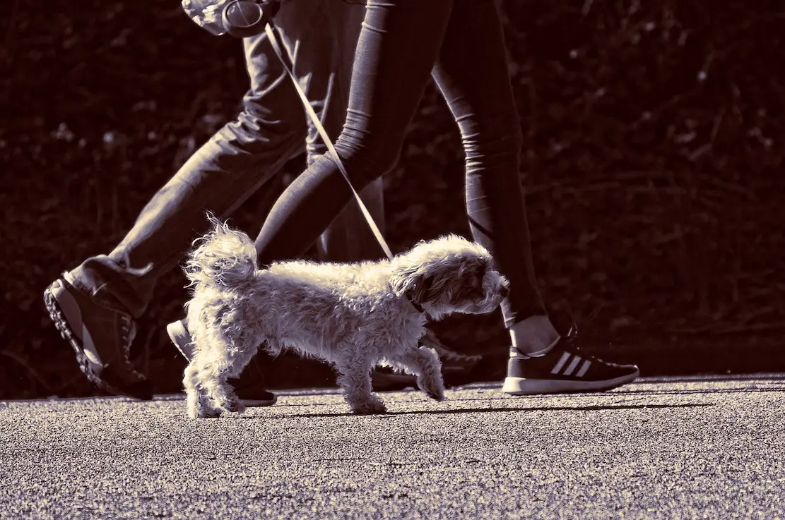 Woman walking dog