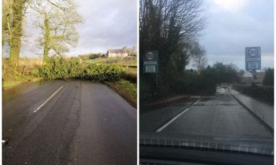 Trees down Co Armagh