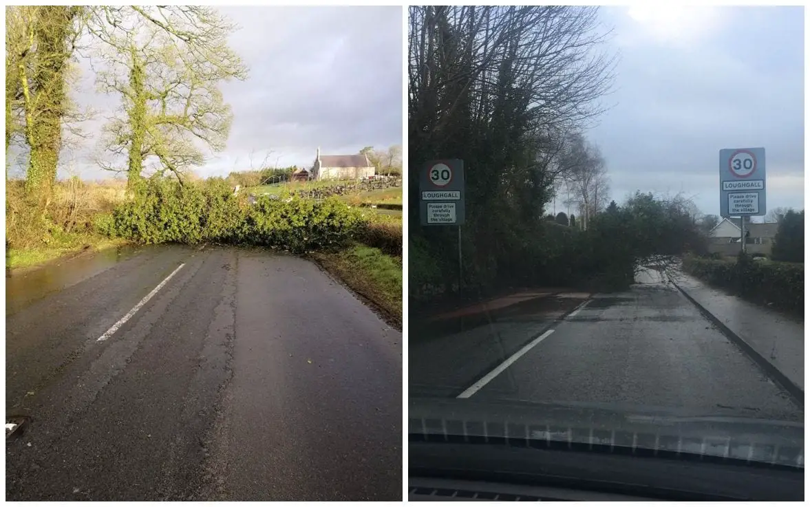 Trees down Co Armagh