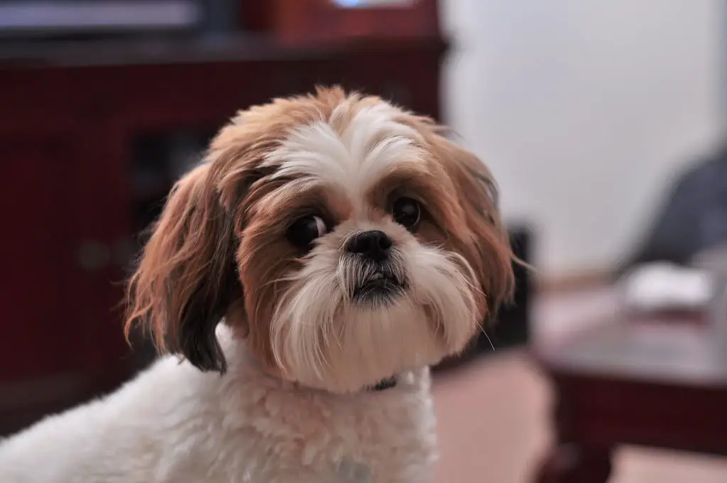 Shih Tzu