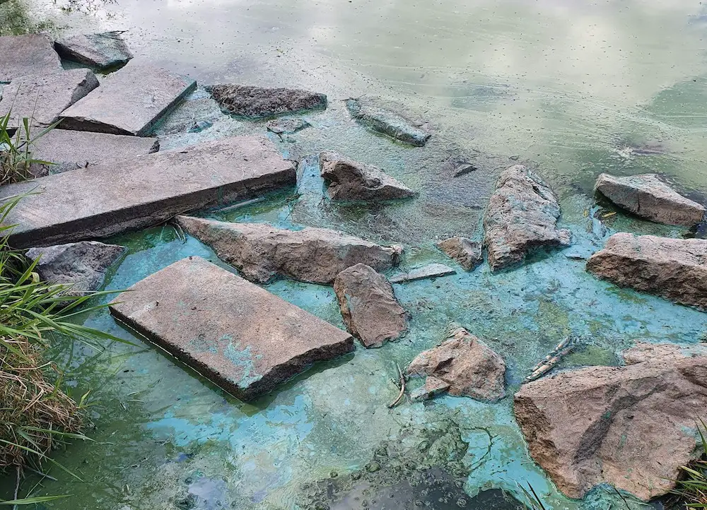 Blue algae Craigavon lakes