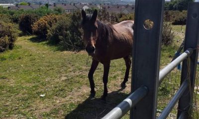 Injured horse