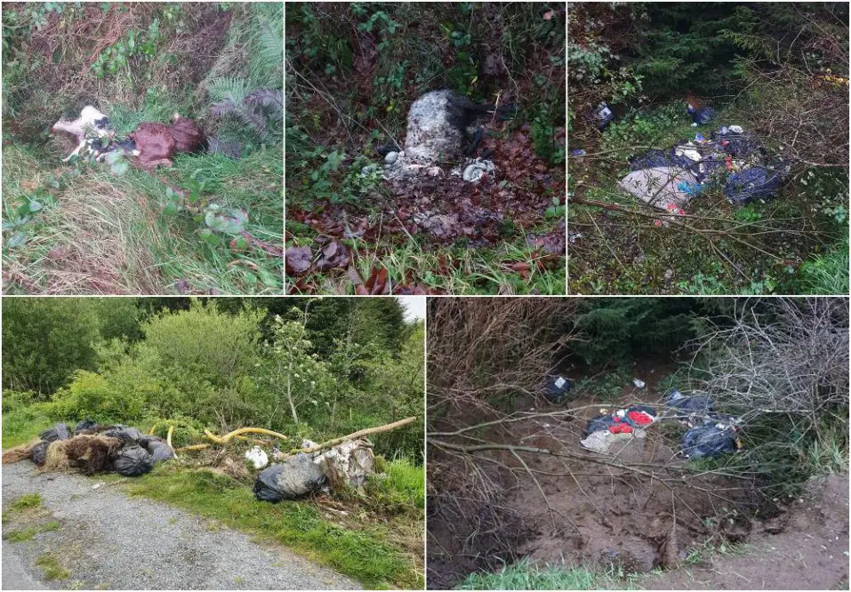 ‘Something from a horror movie’ as animal carcasses litter Co. Armagh