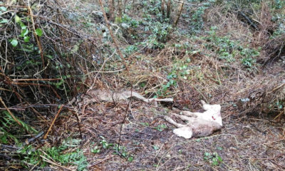 carcases dumped south armagh