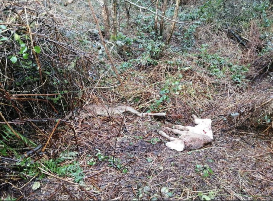 carcases dumped south armagh