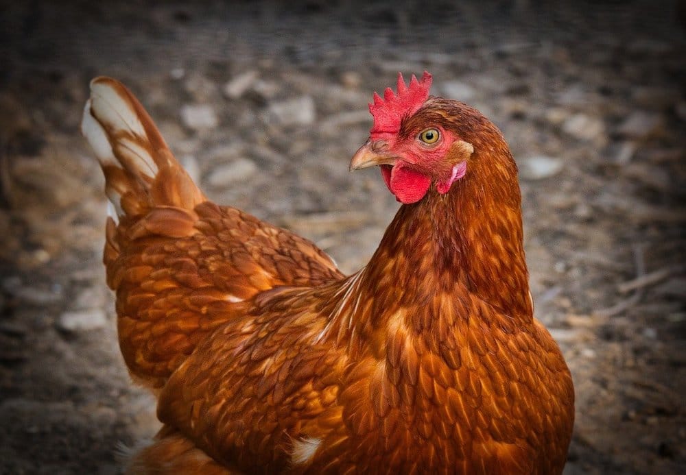 Dungannon poultry farmer convicted of illegal importation of prescription veterinary medicines – Armagh I