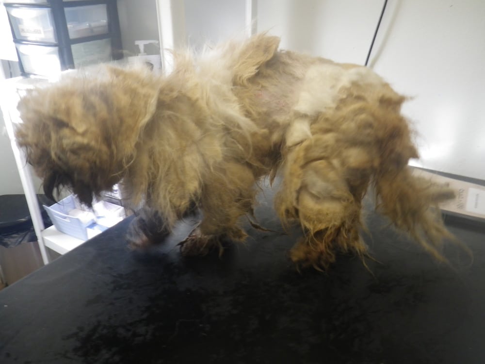 Lurgan pair fined and banned from keeping animals for two years