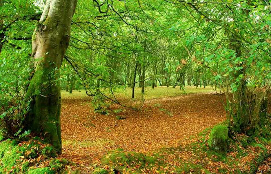 Tardee Forest by Albert Bridge