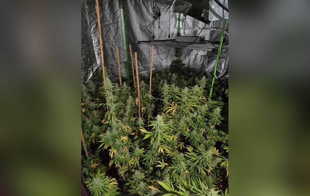 Cannabis factory Armagh