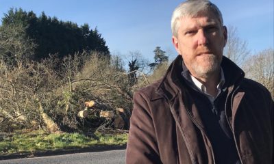 John O'Dowd tree felling Lake Road Craigavon