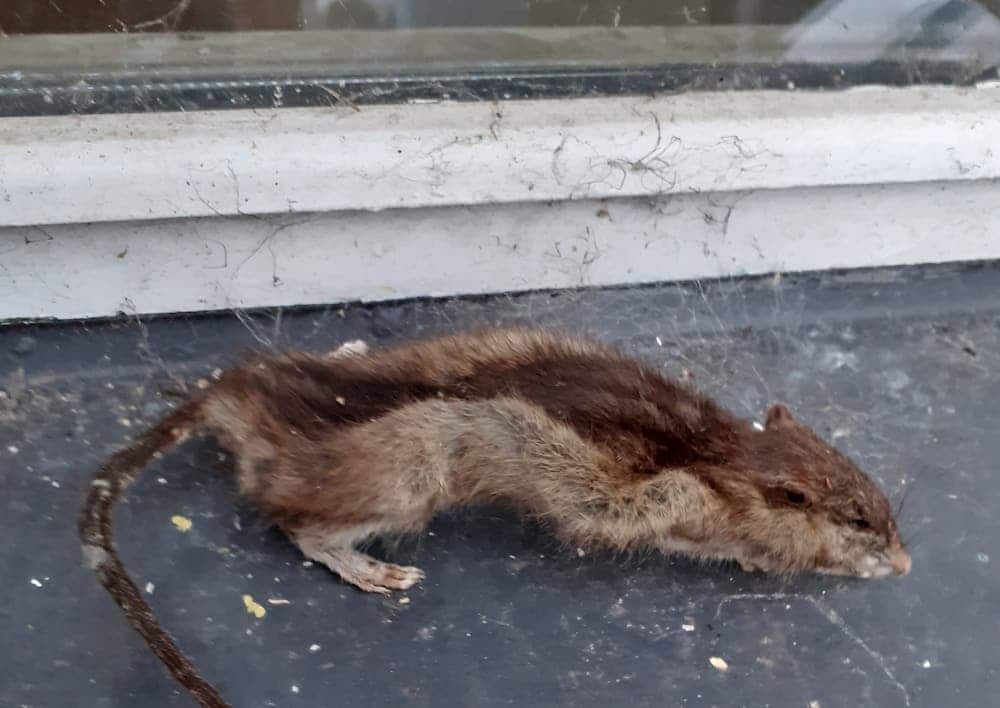 Rat Newtownhamilton
