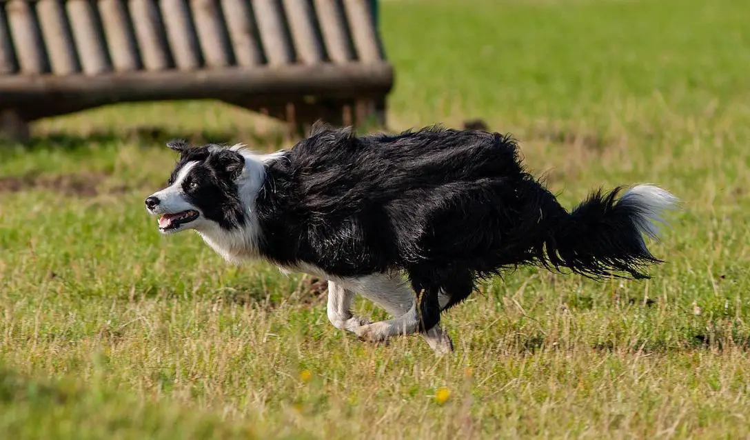 sheep dog