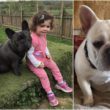 Missing dogs Markethill