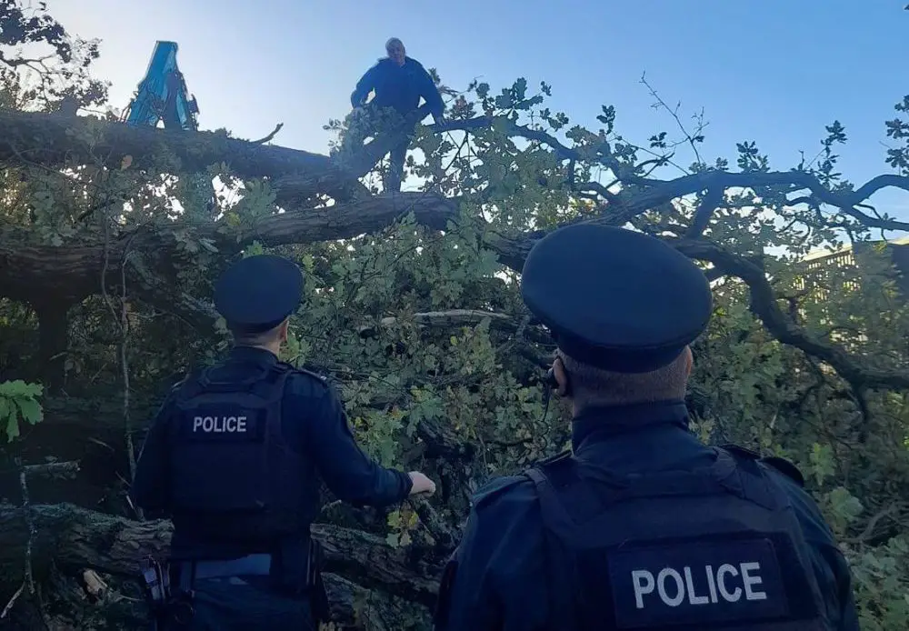 Eamon Burke protesting against felling of Greenbank oak trees in Newry