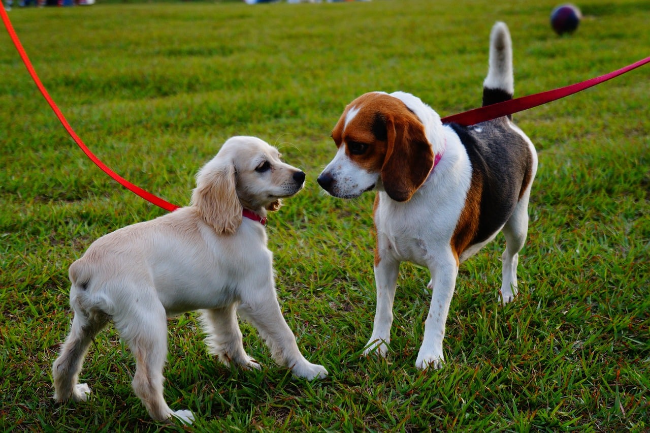 dogs in a park