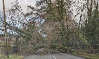 Fallen tree on Battleford Road Armagh