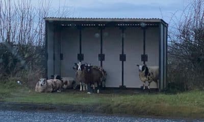 Sheep in a bus shelter in Tassagh, Co Armagh