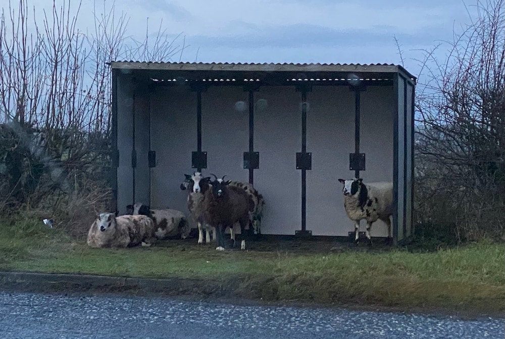 Sheep in a bus shelter in Tassagh, Co Armagh
