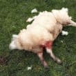 Dead sheep Cullyhanna